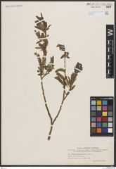 Foto von Salix boganidensis Trautv.